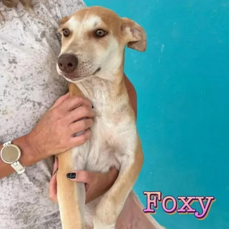 Foxy