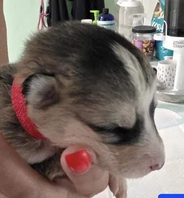 A baby small-sized male Siberian Husky dog named Enzo for adoption in Cottonwood Heights, UT