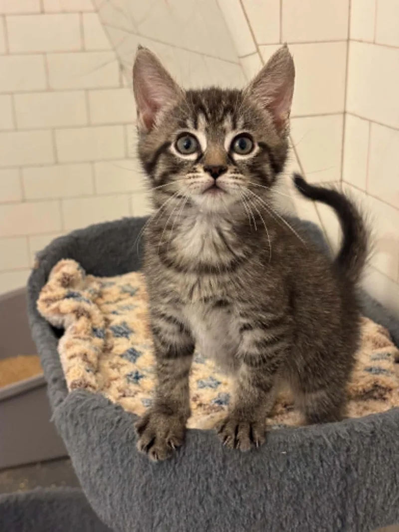 A baby medium-sized female Tabby (Buff / Tan / Fawn) Domestic Short Hair cat named Willow for adoption in Pittsburgh, PA