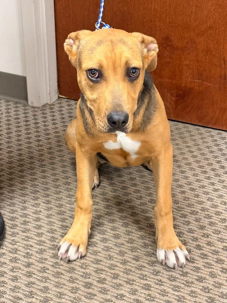A baby medium-sized female Mixed Breed dog named Kate for adoption in Effingham, SC