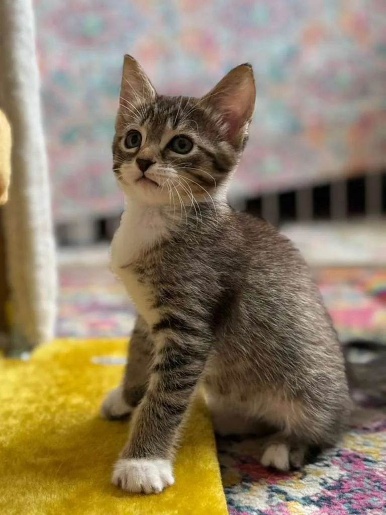 A baby medium-sized female Tabby (Buff / Tan / Fawn) Domestic Short Hair cat named Lana for adoption in Sunrise, FL