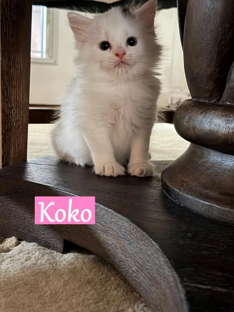 A baby medium-sized female Domestic Short Hair cat named Koko for adoption in Hoover , AL
