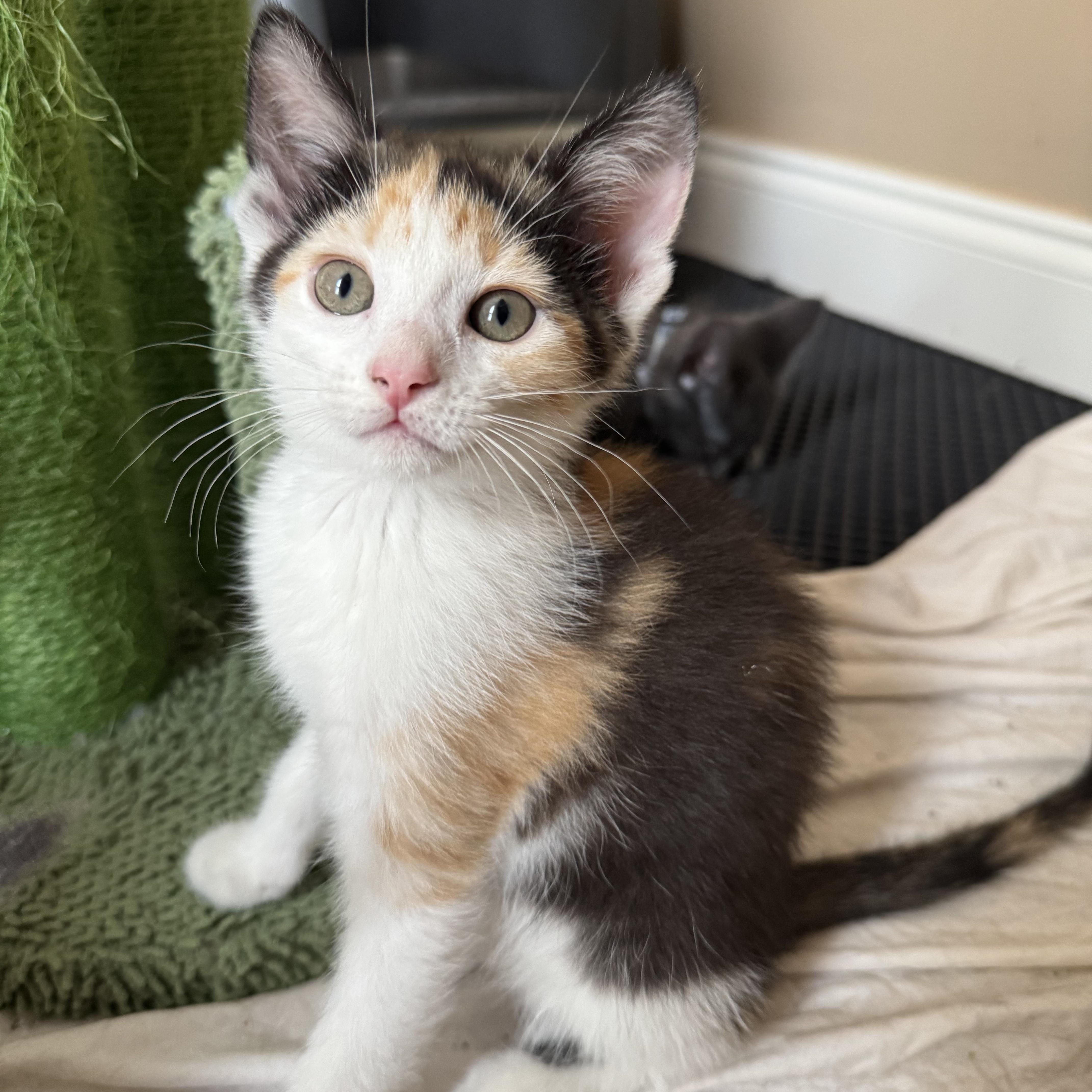 A baby medium-sized female Calico Domestic Short Hair cat named Hops for adoption in Murfreesboro, TN