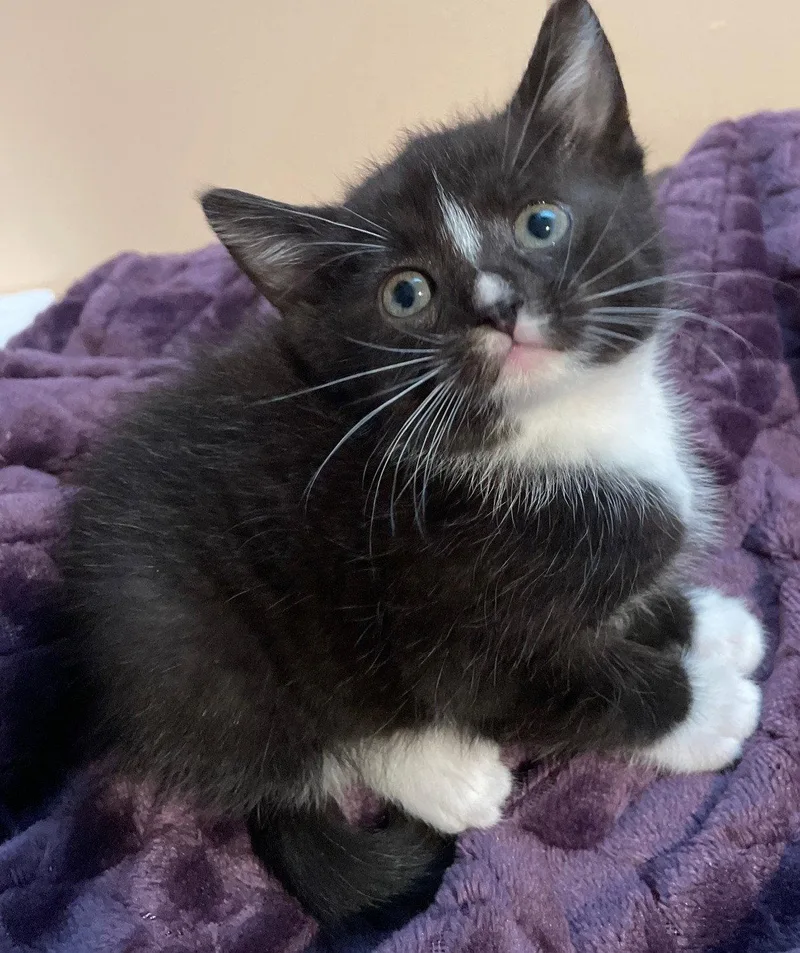 A baby medium-sized female Black & White / Tuxedo Domestic Short Hair cat named Vera for adoption in Island Lake, IL