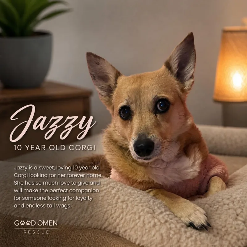 An adult medium-sized female Pembroke Welsh Corgi dog named Jazzy for adoption in Phoenix , AZ