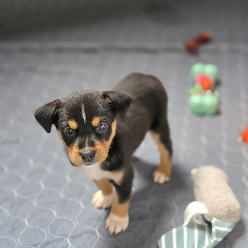 Bellatrix thumbnail 3