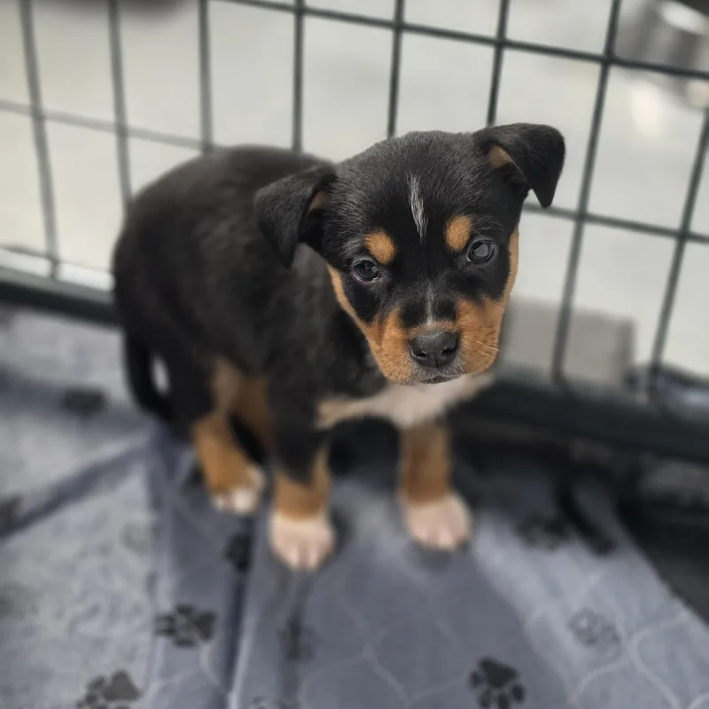 Bellatrix thumbnail 6