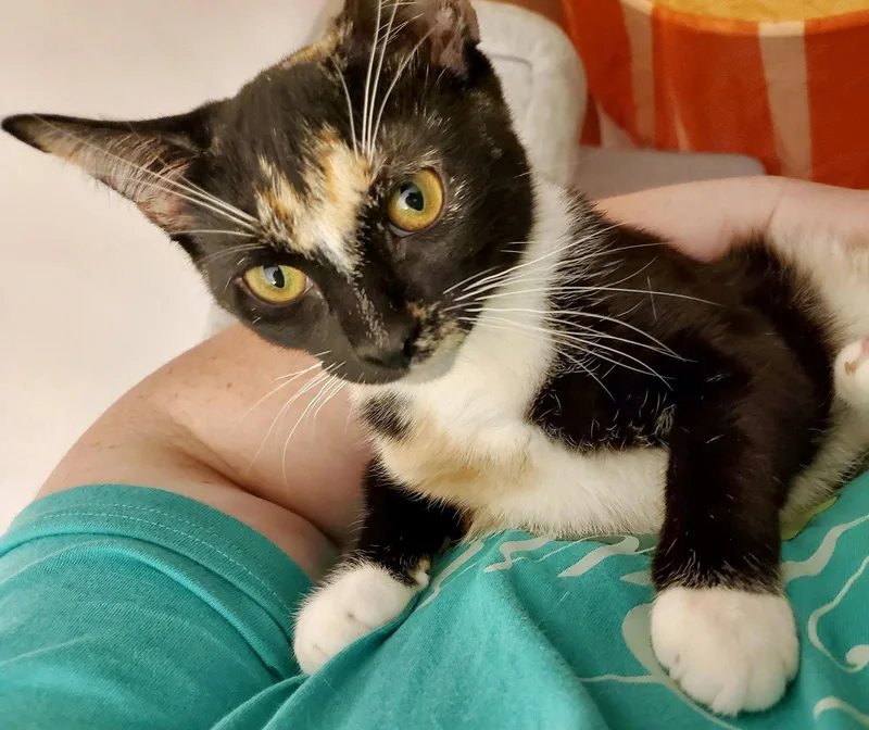 A young medium-sized female Domestic Short Hair cat named Pepperjack for adoption in Flushing, NY