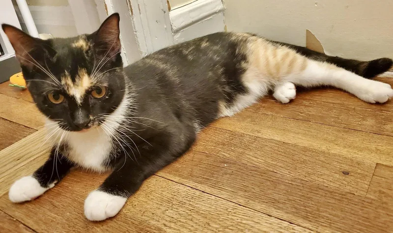 Pepperjack thumbnail 2