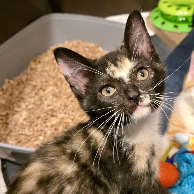 Pepperjack thumbnail 3