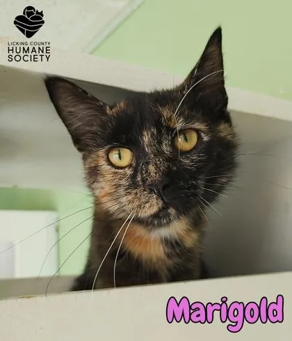 A young small-sized female Domestic Short Hair cat named Marigold for adoption in Heath, OH