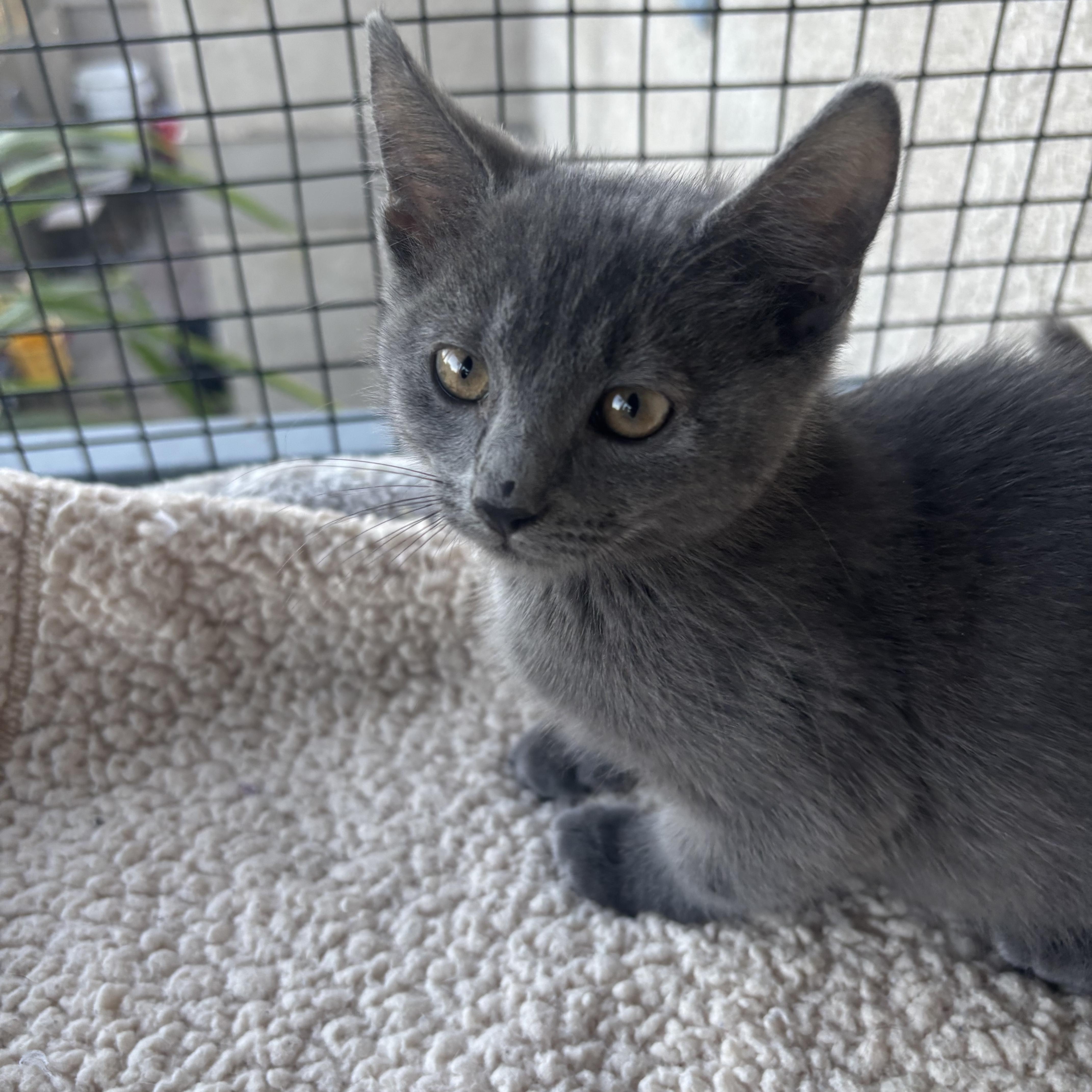A baby small-sized female Gray / Blue / Silver Russian Blue cat named Moon for adoption in Costa Mesa, CA