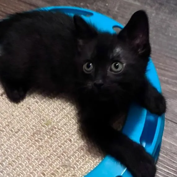 A baby small-sized male Black Domestic Short Hair cat named Cassette for adoption in Fulton, MO