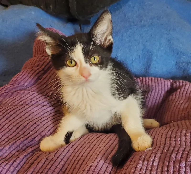A young medium-sized female Black & White / Tuxedo Domestic Short Hair cat named Cindi for adoption in Chicago Ridge, IL