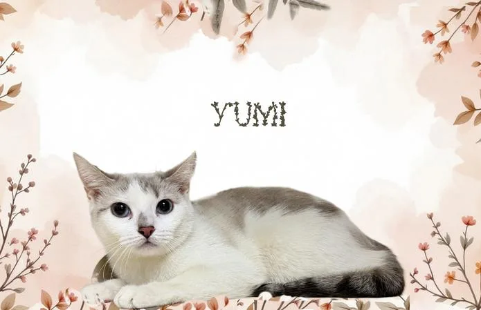 Yumi