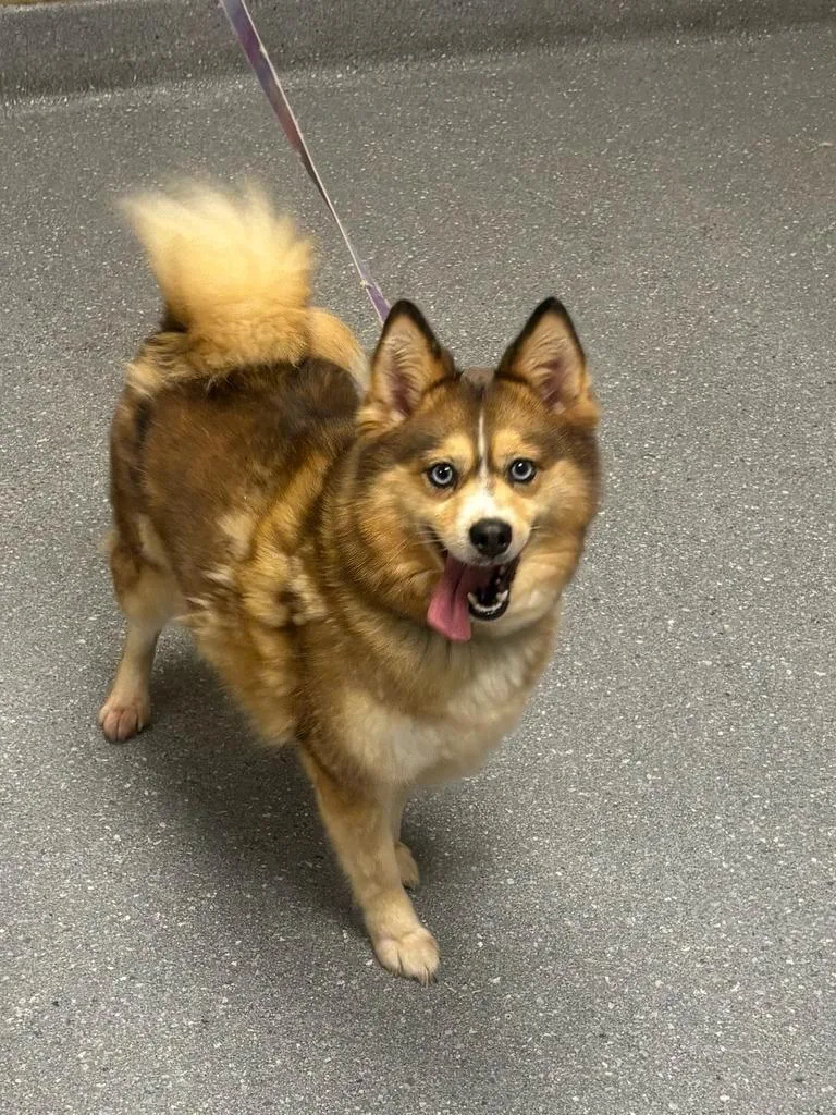 An adult large-sized female Pomeranian dog named Masha for adoption in Greenfield, IN