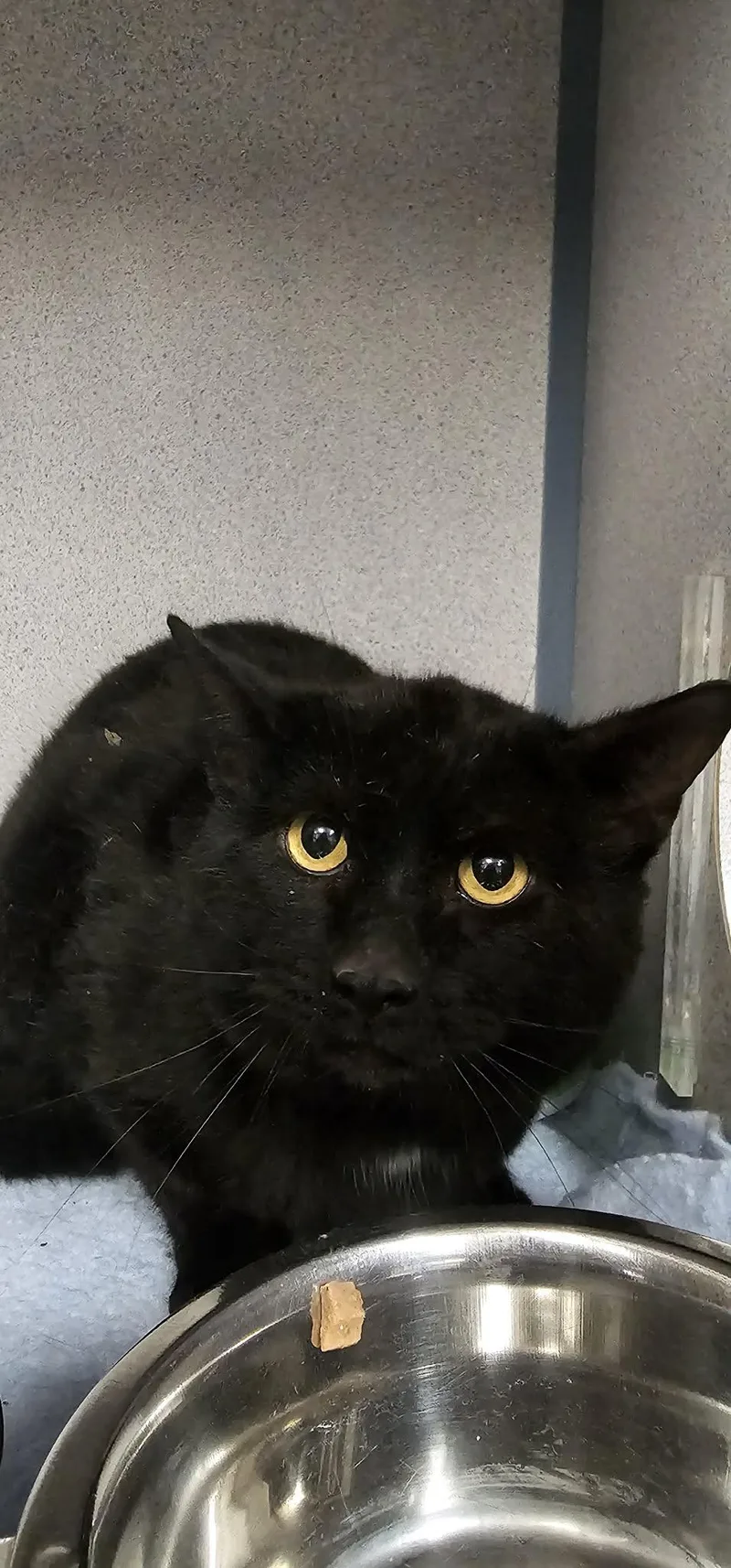 An adult medium-sized male Black Domestic Short Hair cat named Eeyore for adoption in Canon City, CO