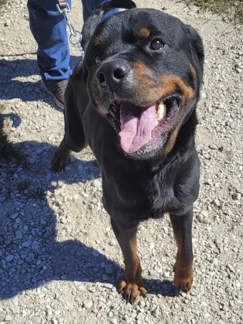 An adult large-sized male Black Rottweiler dog named Bucky for adoption in Oswego, IL