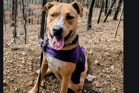 A young medium-sized female Pit Bull Terrier dog named Kianna Rds for adoption in Rockaway, NJ