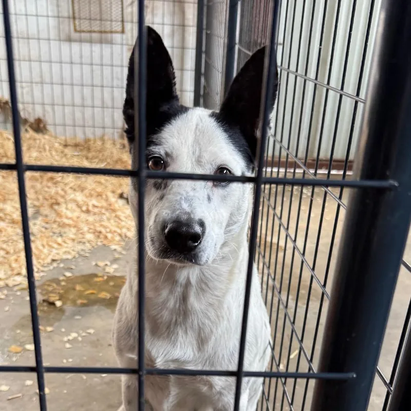 An adult medium-sized female Australian Cattle Dog / Blue Heeler dog named Winnie for adoption in Deerfield, IL