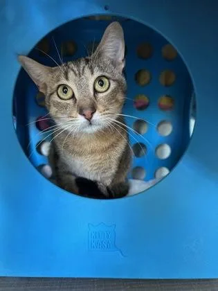A young small-sized male Domestic Long Hair cat named Maverick for adoption in Honolulu, HI