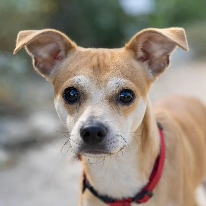 A young small-sized male Yellow / Tan / Blond / Fawn Mixed Breed dog named Sullivan for adoption in Palm Springs, CA