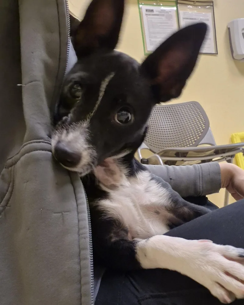 A young small-sized female Chihuahua dog named Plum Pudding for adoption in Schertz, TX