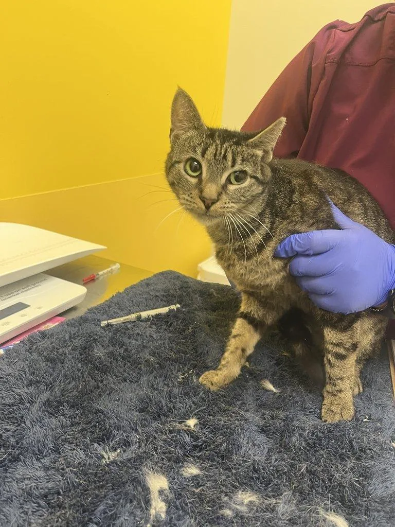 A young small-sized female Tabby (Brown / Chocolate) Domestic Short Hair cat named Kim for adoption in Raleigh, NC