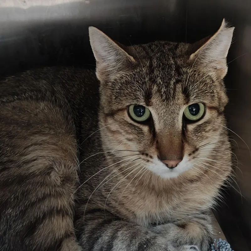 An adult medium-sized male Brown / Chocolate Domestic Short Hair cat named Chip for adoption in Madison, WI