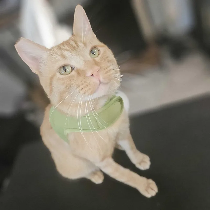 A young medium-sized male Domestic Short Hair cat named Chester for adoption in Costa Mesa, CA