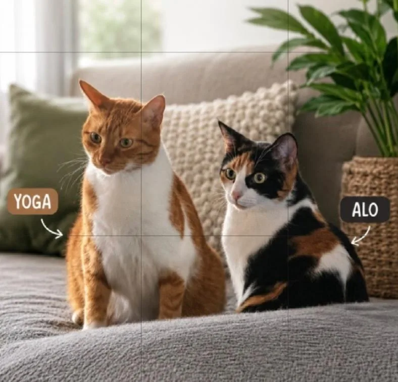 An adult large-sized male Domestic Short Hair cat named Yoga and Alo for adoption in Weston, FL
