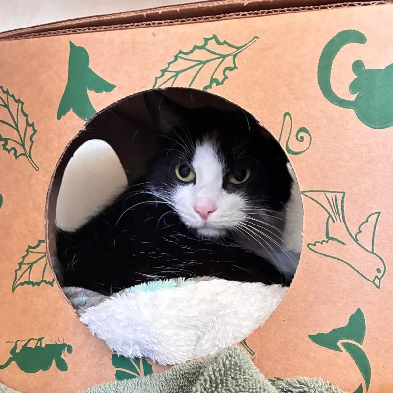 An adult medium-sized female Black Domestic Medium Hair cat named Spaghetti for adoption in Dayton, OH