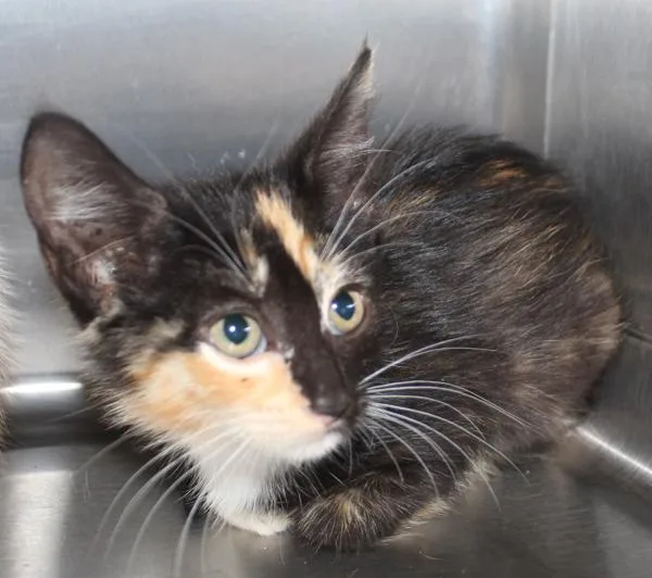 An adult small-sized female Domestic Short Hair cat named Ifc Navah for adoption in Lawrenceville, GA