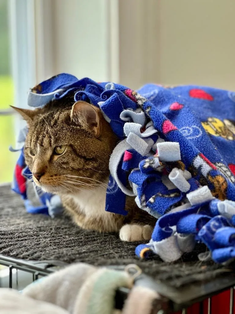 Gus Gus thumbnail 2