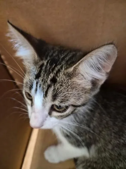 A baby small-sized male Domestic Short Hair cat named Naruto for adoption in Farmers Branch, TX