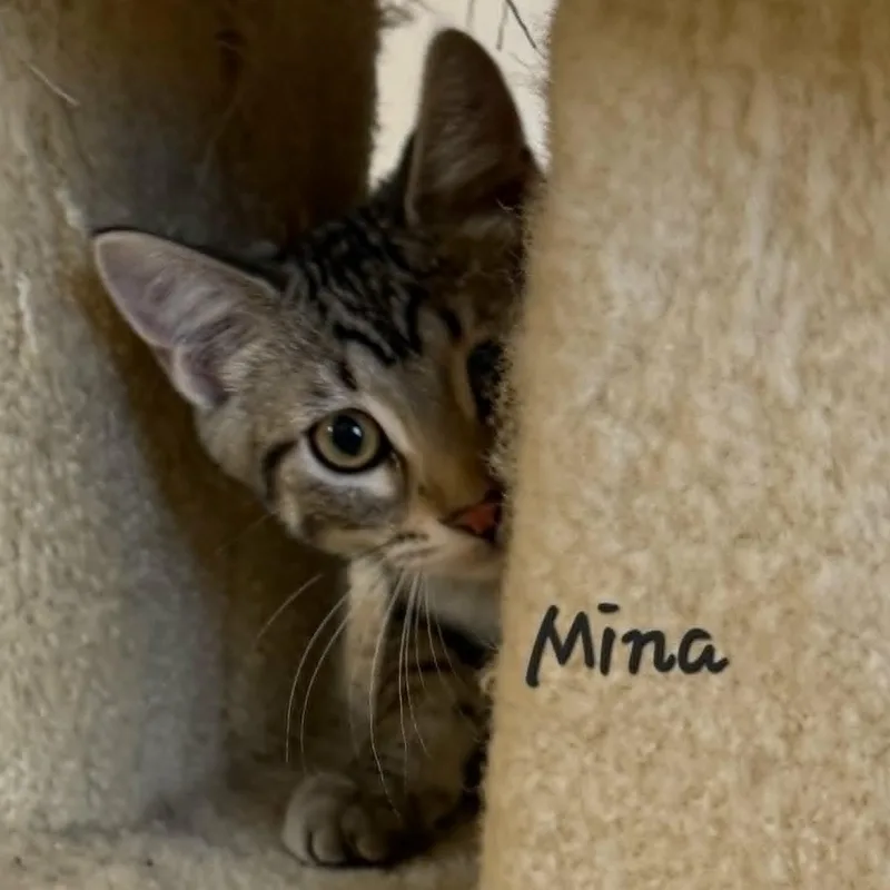 A baby medium-sized female Tabby (Gray / Blue / Silver) Tabby cat named Mina for adoption in Rushville, IL