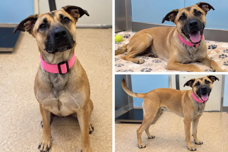 A young medium-sized female Black Mouth Cur dog named Bailey for adoption in Kiln, MS