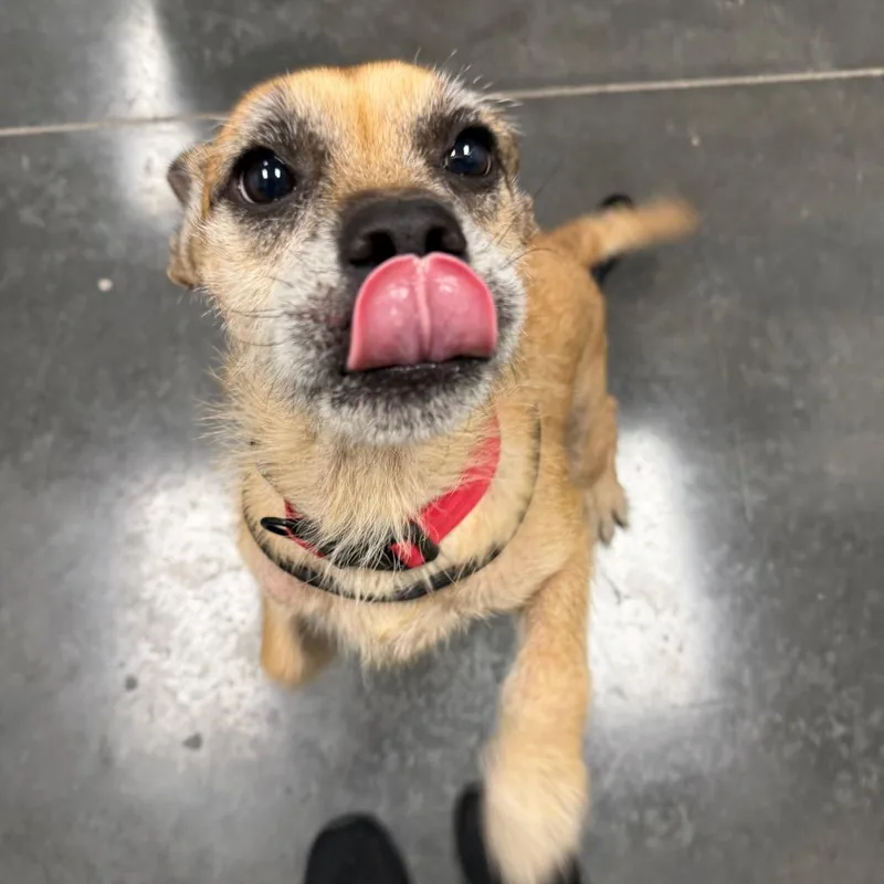 An adult medium-sized female Yellow / Tan / Blond / Fawn Mixed Breed dog named Sweety for adoption in Dickinson, TX