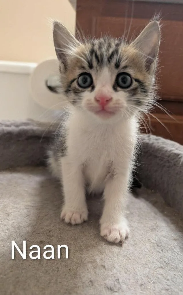 A baby medium-sized male Domestic Short Hair cat named Naan for adoption in Hoover , AL