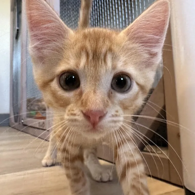 A baby small-sized male Orange / Red Domestic Short Hair cat named Tangerine for adoption in Durango, CO