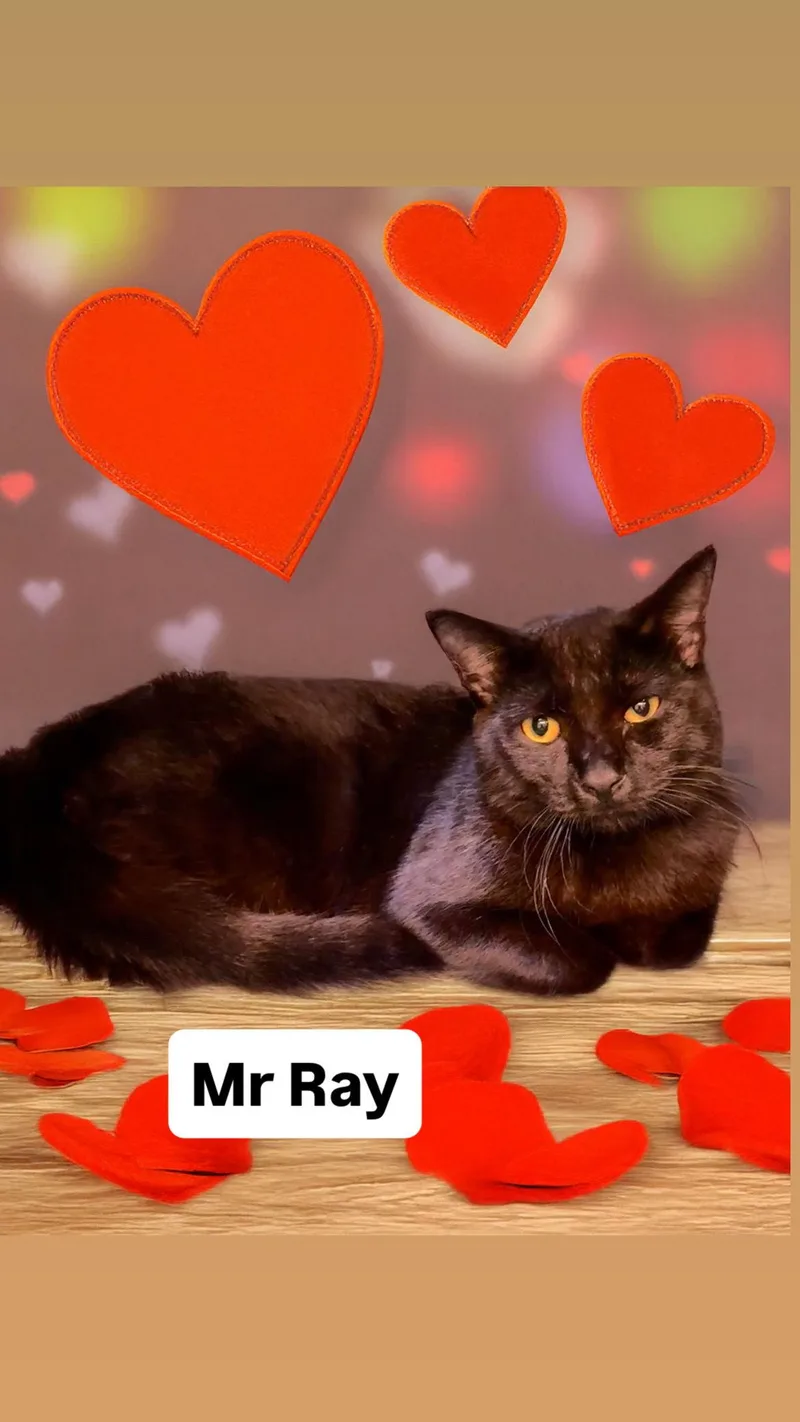 Mr Ray At Martinez