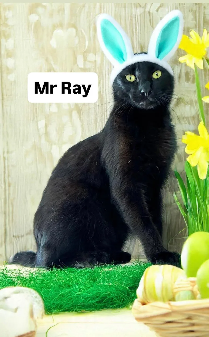 Mr Ray At Martinez thumbnail 2