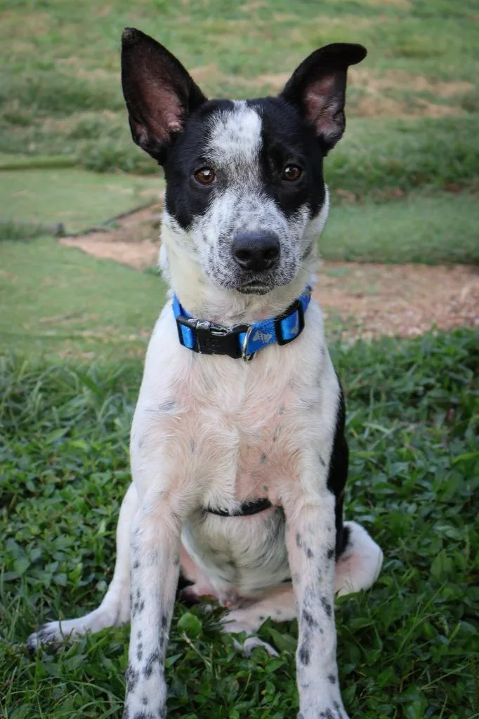 A young medium-sized male Mixed Breed dog named Dewey for adoption in Columbia, TN
