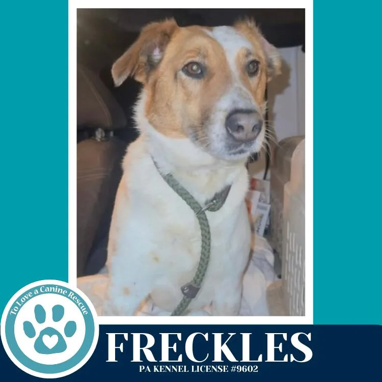 Freckles thumbnail 5