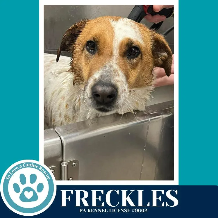 Freckles thumbnail 6