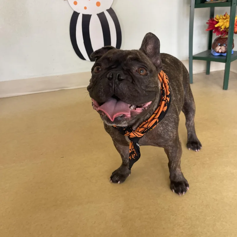 An adult small-sized male French Bulldog dog named Tucker for adoption in Sebring, FL