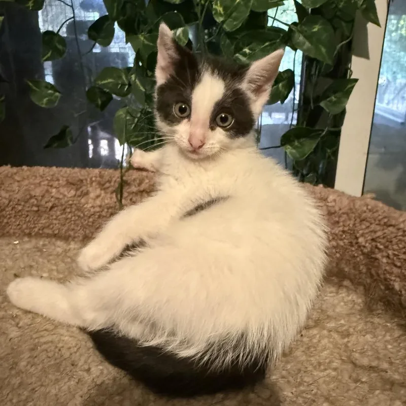 A baby small-sized female White Domestic Short Hair cat named Tiki for adoption in Jupiter, FL