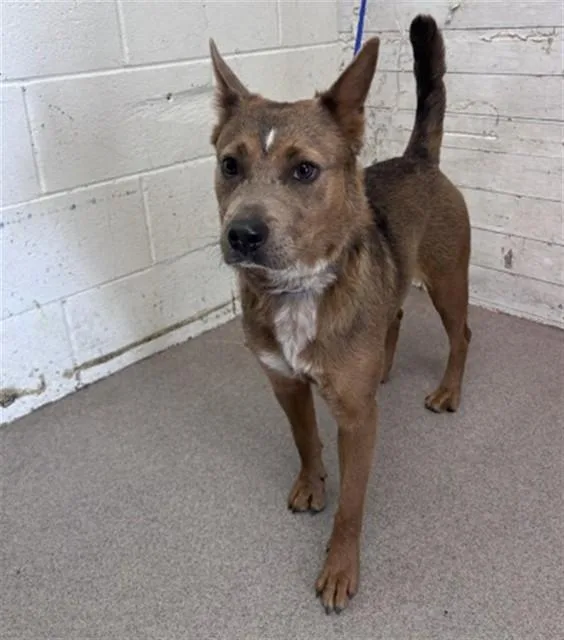 A young small-sized female Australian Cattle Dog / Blue Heeler dog named Mocha for adoption in San Bernardino, CA