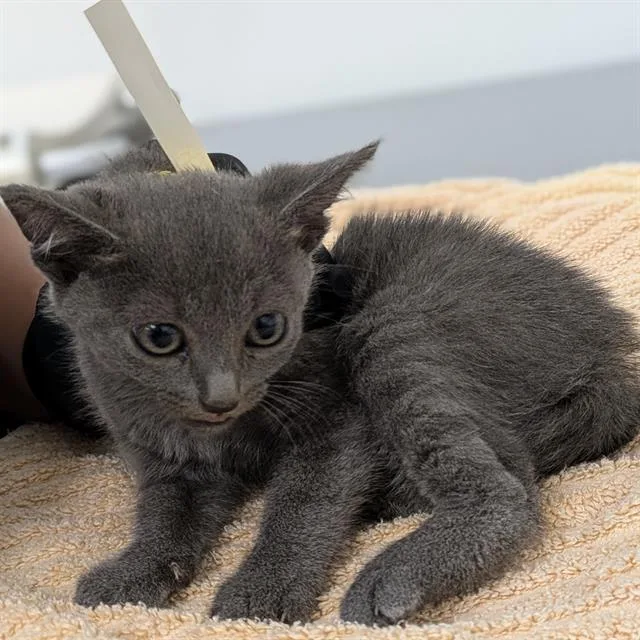 A baby small-sized female Domestic Short Hair cat named Gina for adoption in Camarillo, CA
