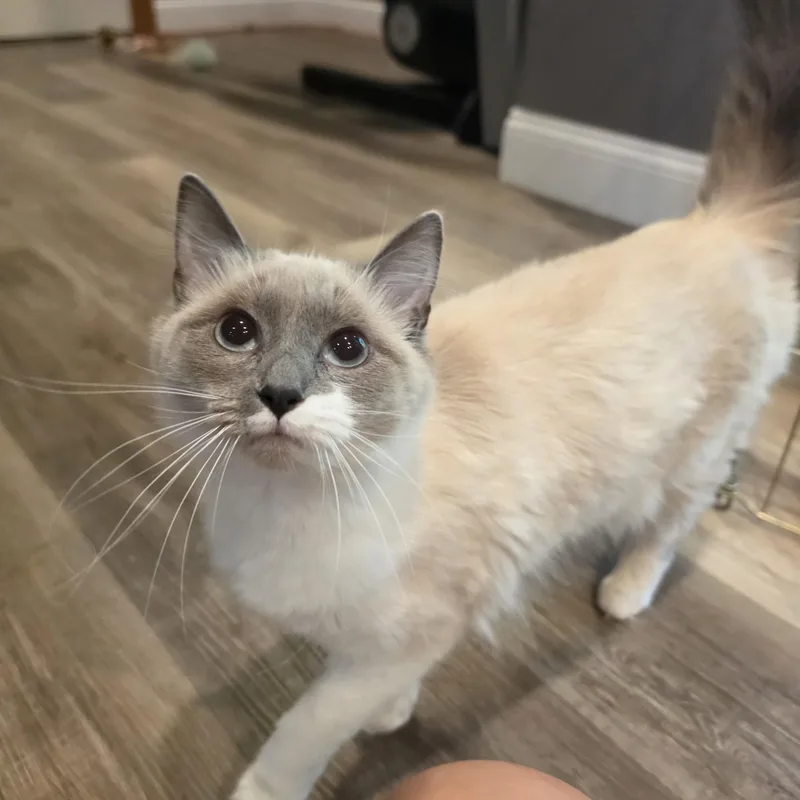 A young medium-sized female Blue Point Ragdoll cat named Meadow for adoption in Lees Summit, MO
